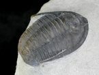 Nice Multi-Toned Cornuproetus Trilobite #24593-2